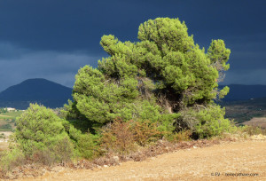 SaintFerriolA04